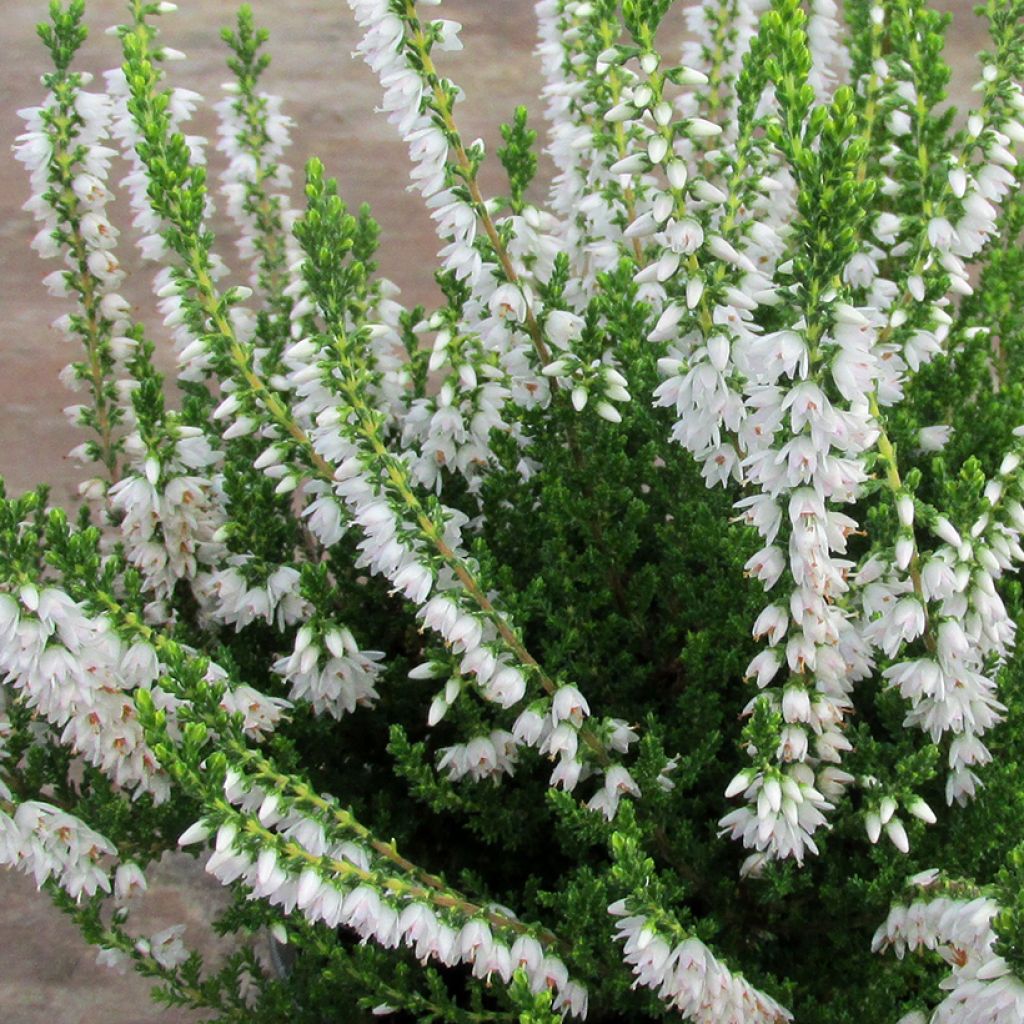 Calluna vulgaris Spring Cream - Zomerheide