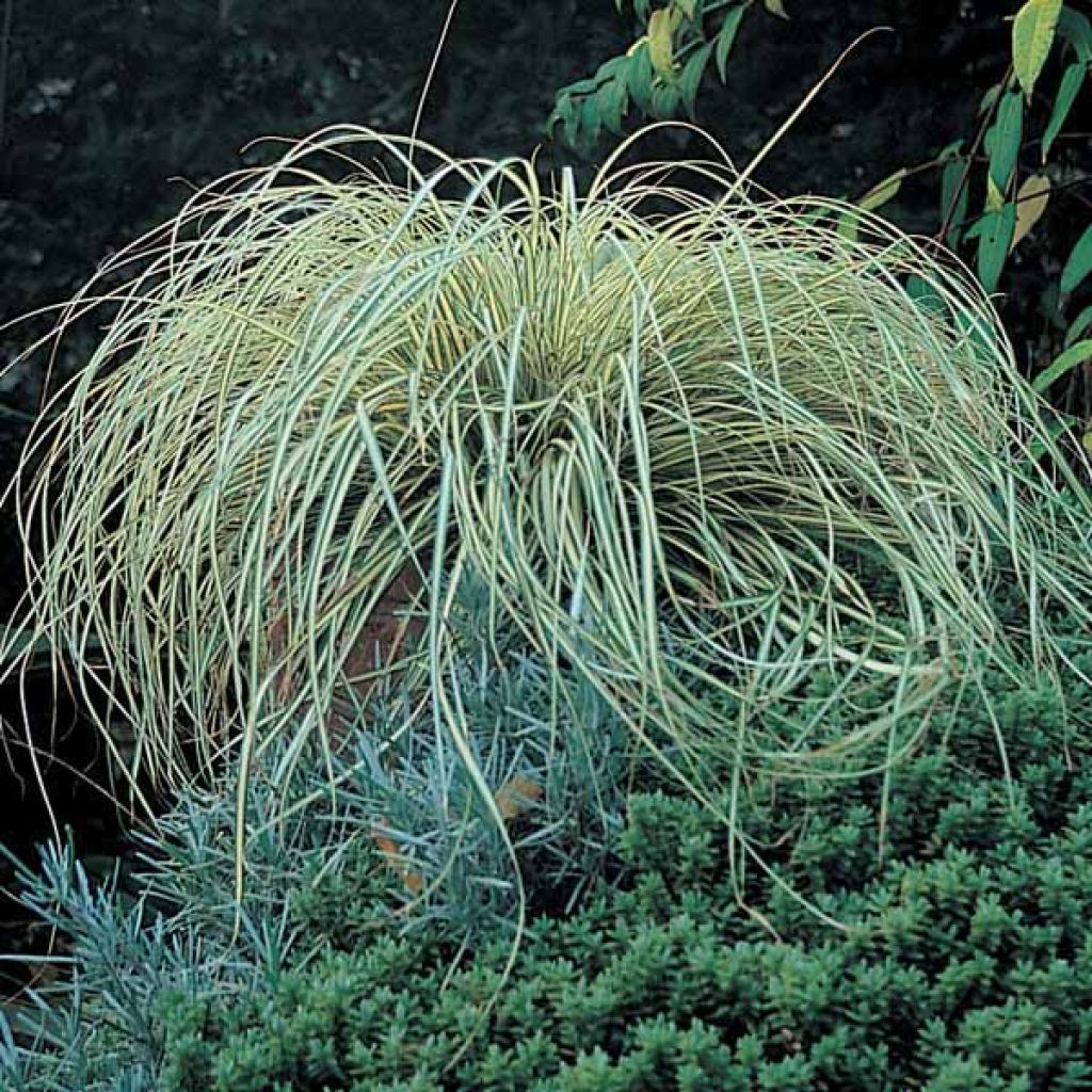 Carex oshimensis Evergold - Japanse zegge