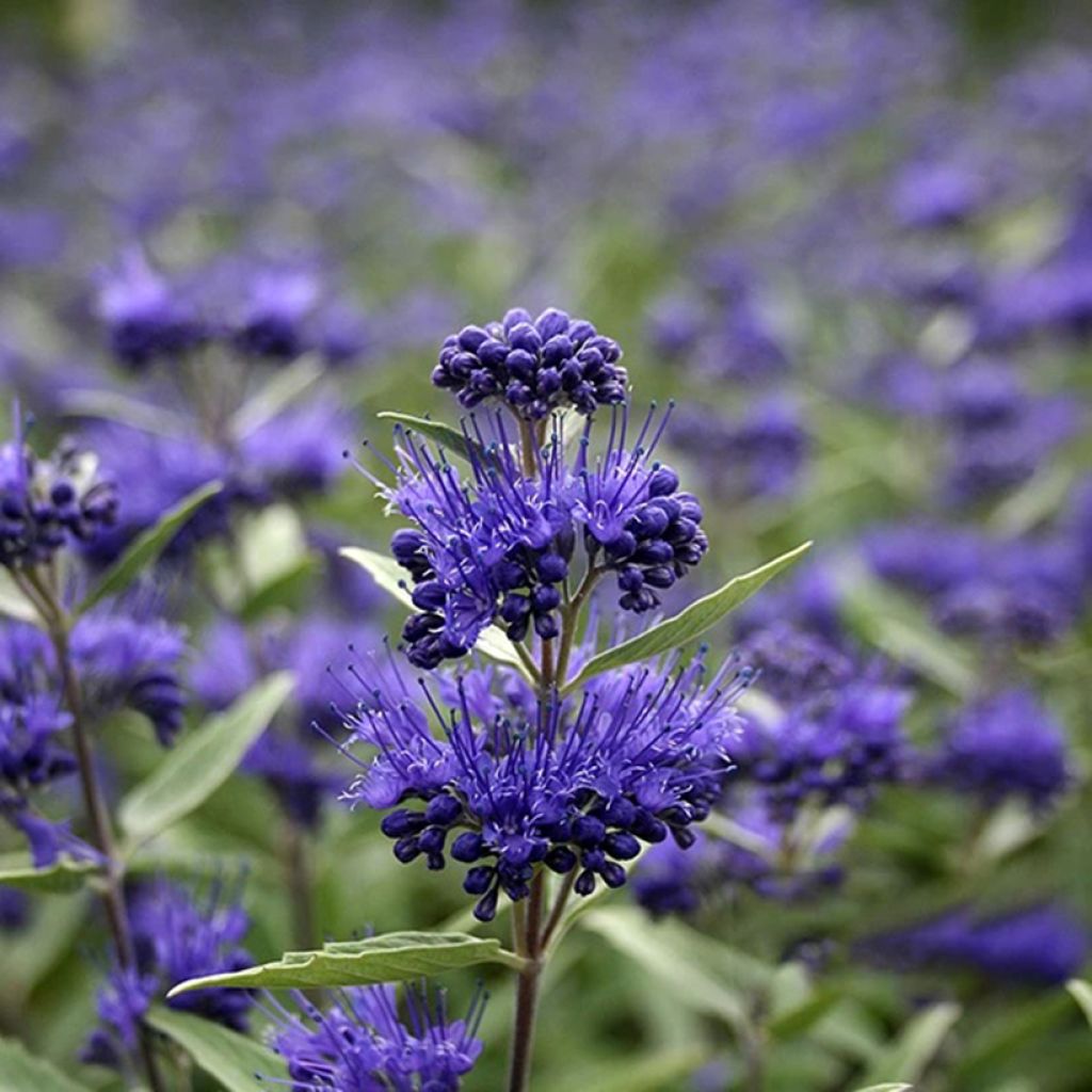 Caryopteris clandonensis Dark Knight - Blauwe spirea