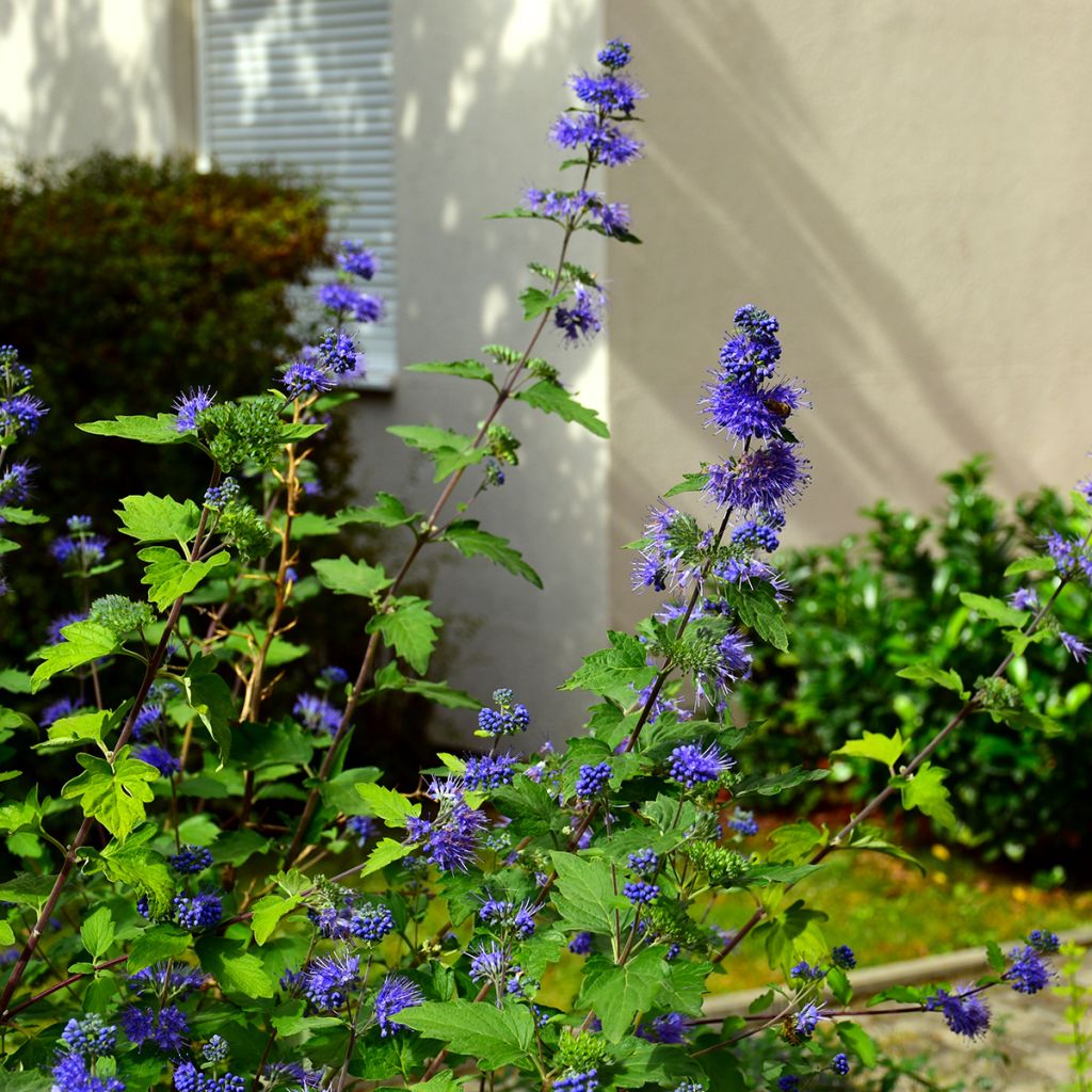 Caryopteris clandonensis Kew Blue - Blauwe spirea