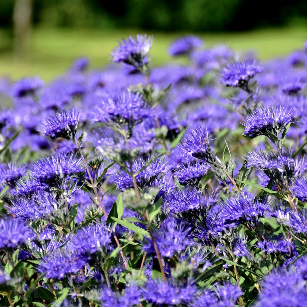 Caryopteris clandonensis Kew Blue - Blauwe spirea