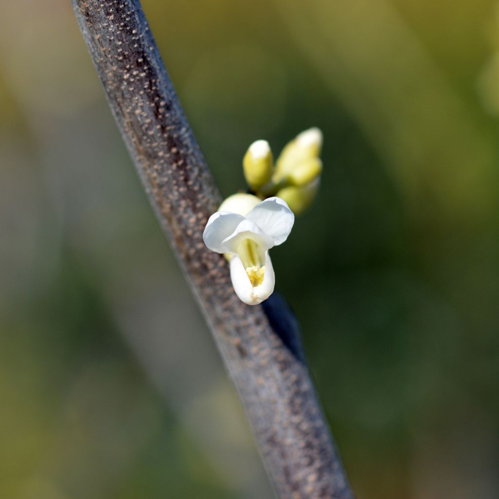 Cercis canadensis Texas White - Amerikaanse Judasboom