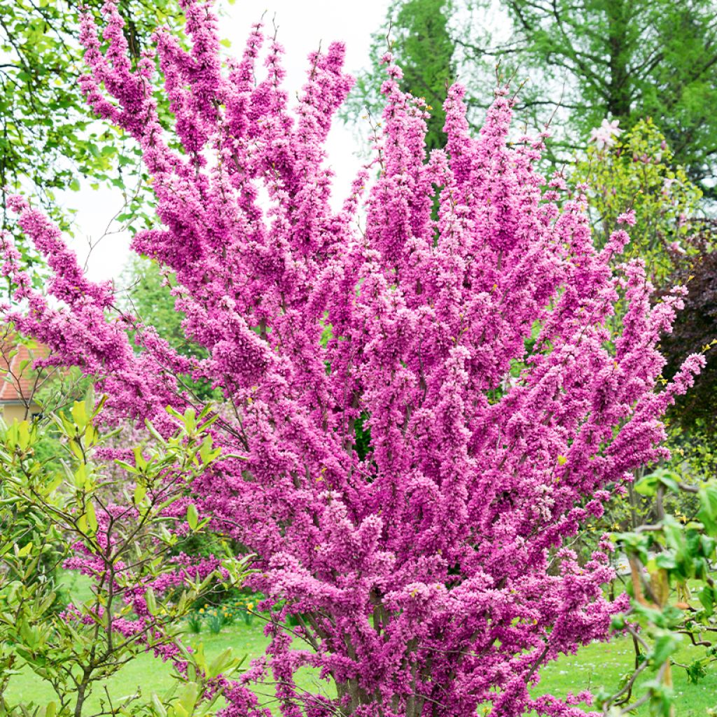 Cercis chinensis Kays Early Hope - Chinese judasboom