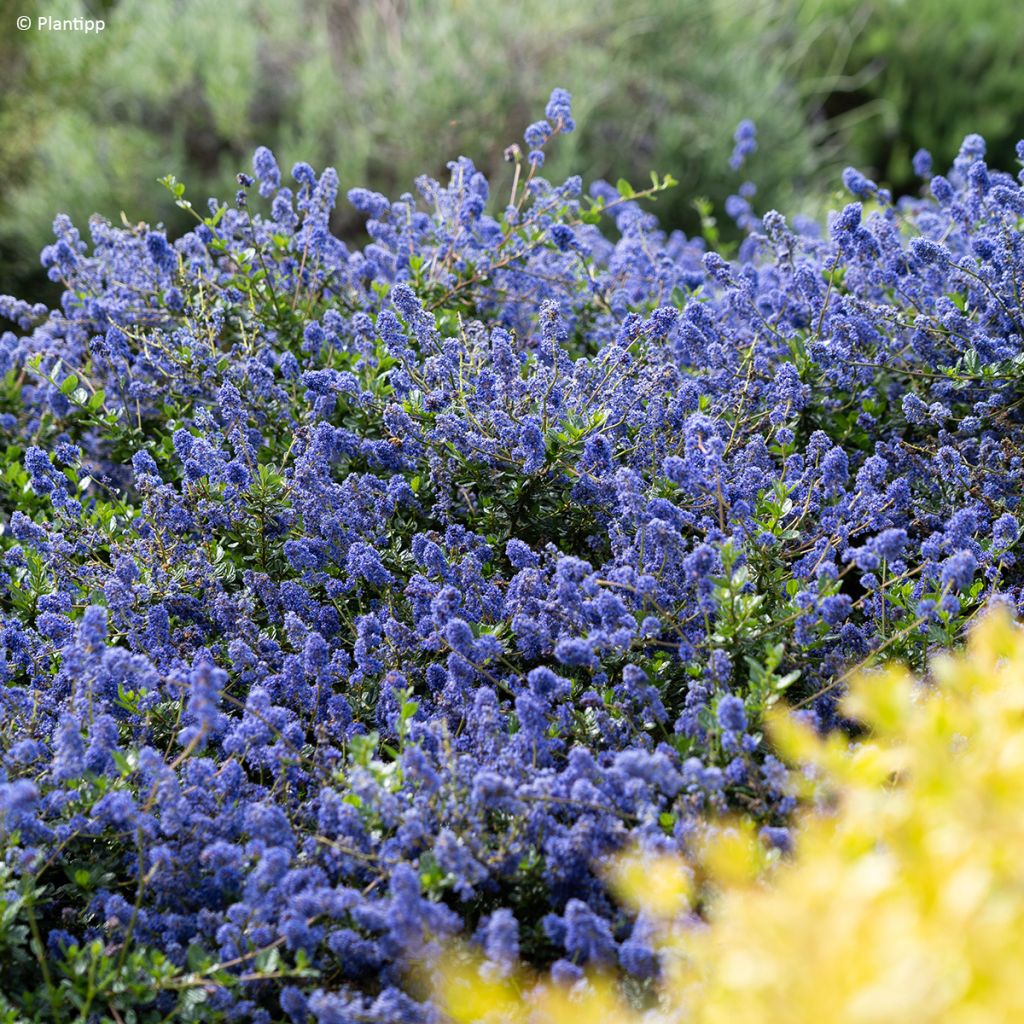 Ceanothus Pacific Wave - Amerikaanse sering