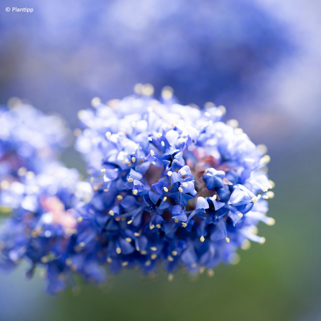 Ceanothus Pacific Wave - Amerikaanse sering