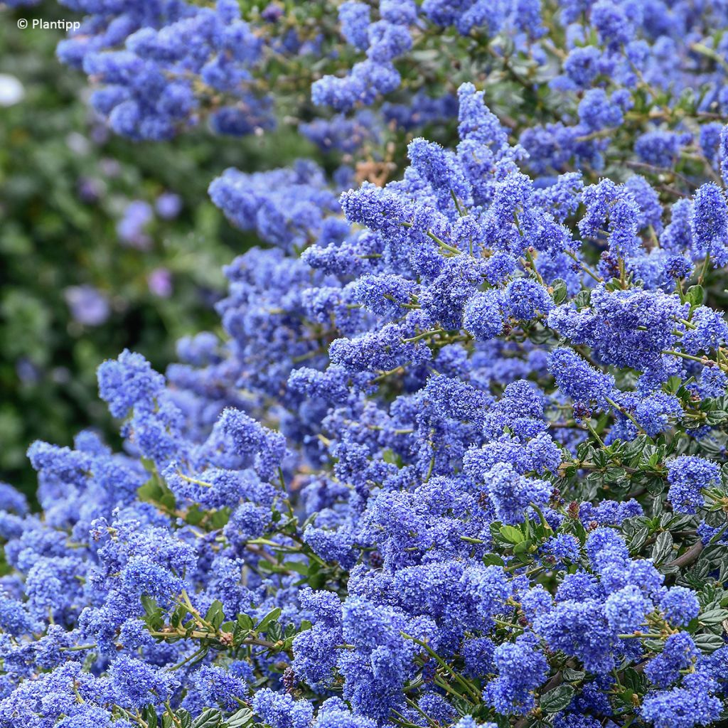 Ceanothus Pacific Wave - Amerikaanse sering