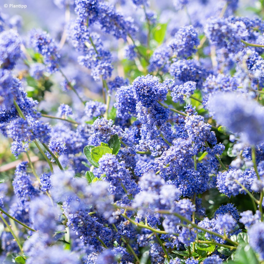 Ceanothus Pacific Wave - Amerikaanse sering