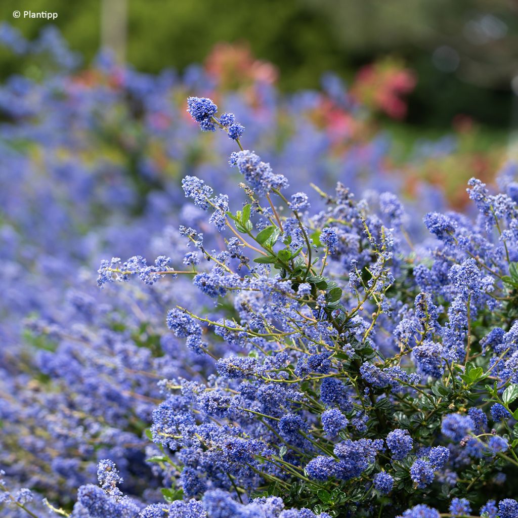 Ceanothus Pacific Wave - Amerikaanse sering
