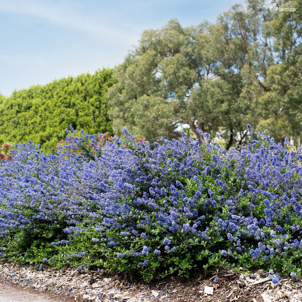 Ceanothus Pacific Wave - Amerikaanse sering