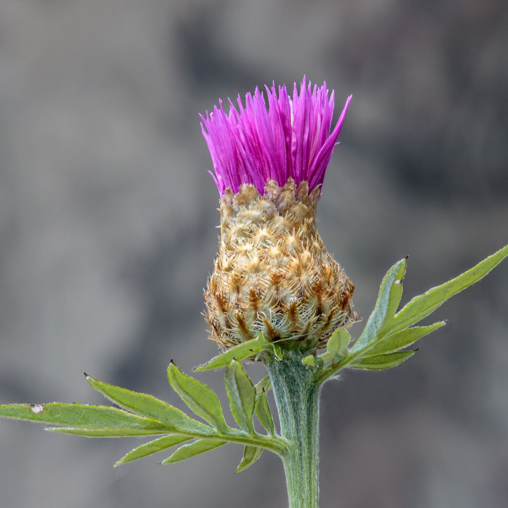 Cirsium rivulare Trevors Blue Wonder - Beekdistel