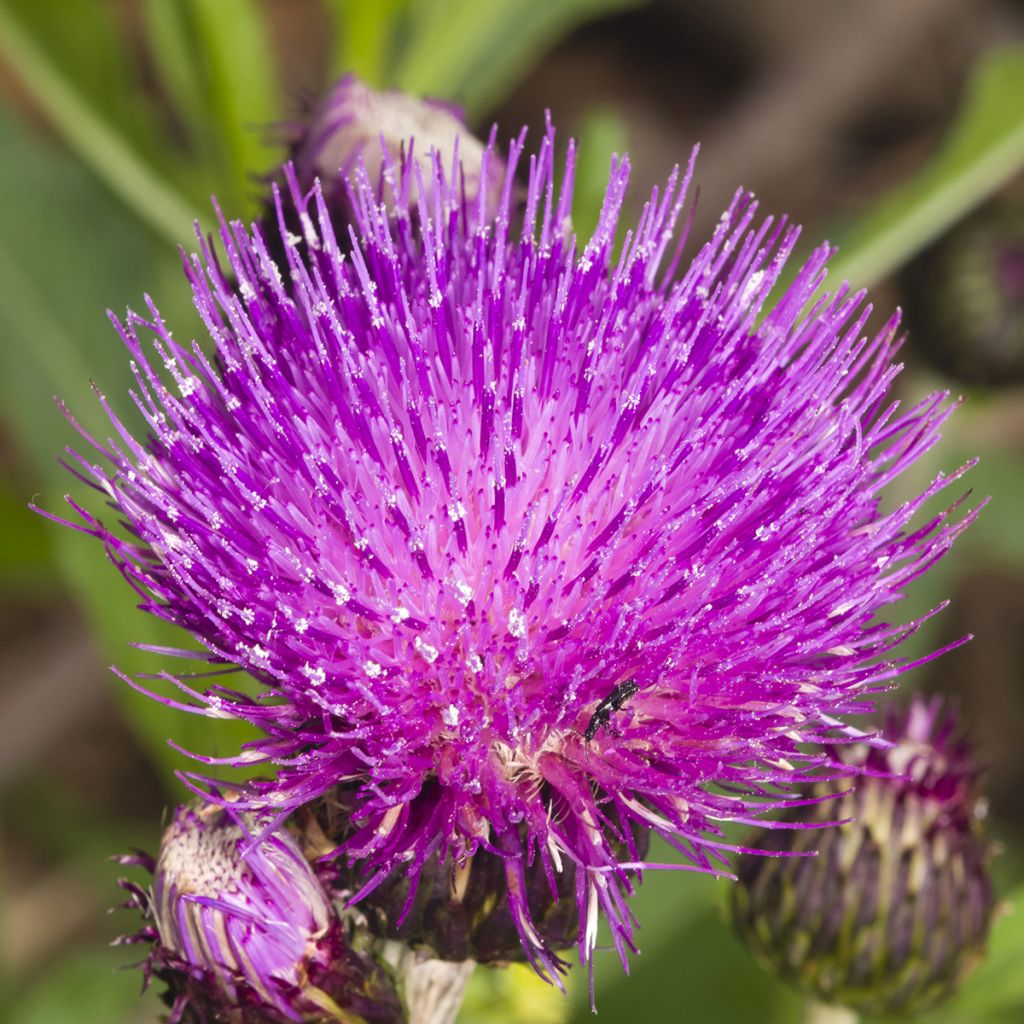 Cirsium rivulare Trevors Blue Wonder - Beekdistel