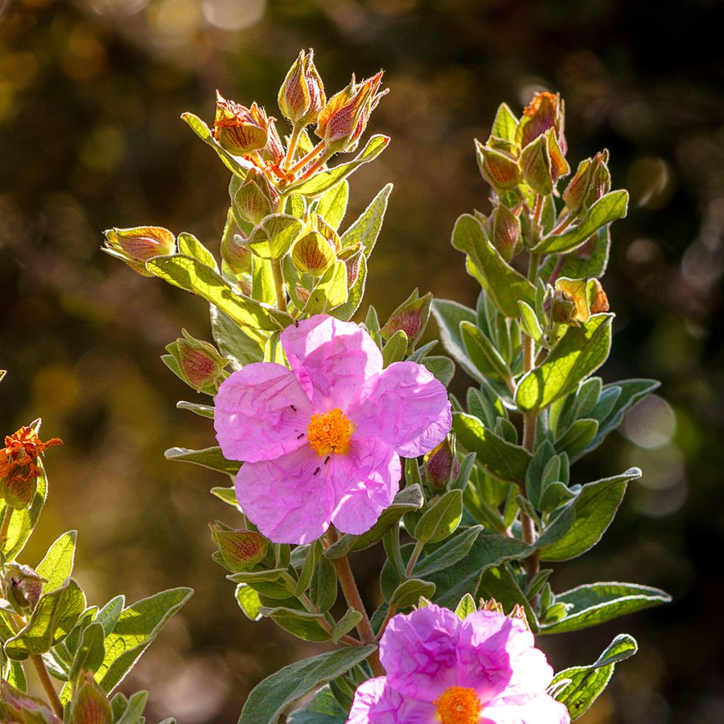 Cistus albidus - Rotsroos