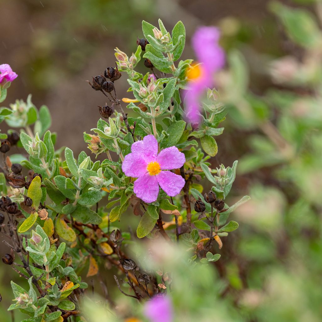 Cistus albidus - Rotsroos