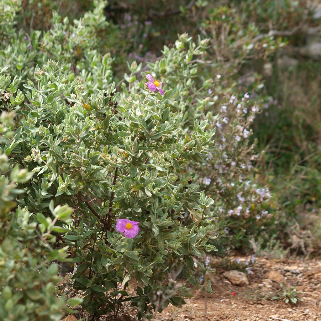 Cistus albidus - Rotsroos