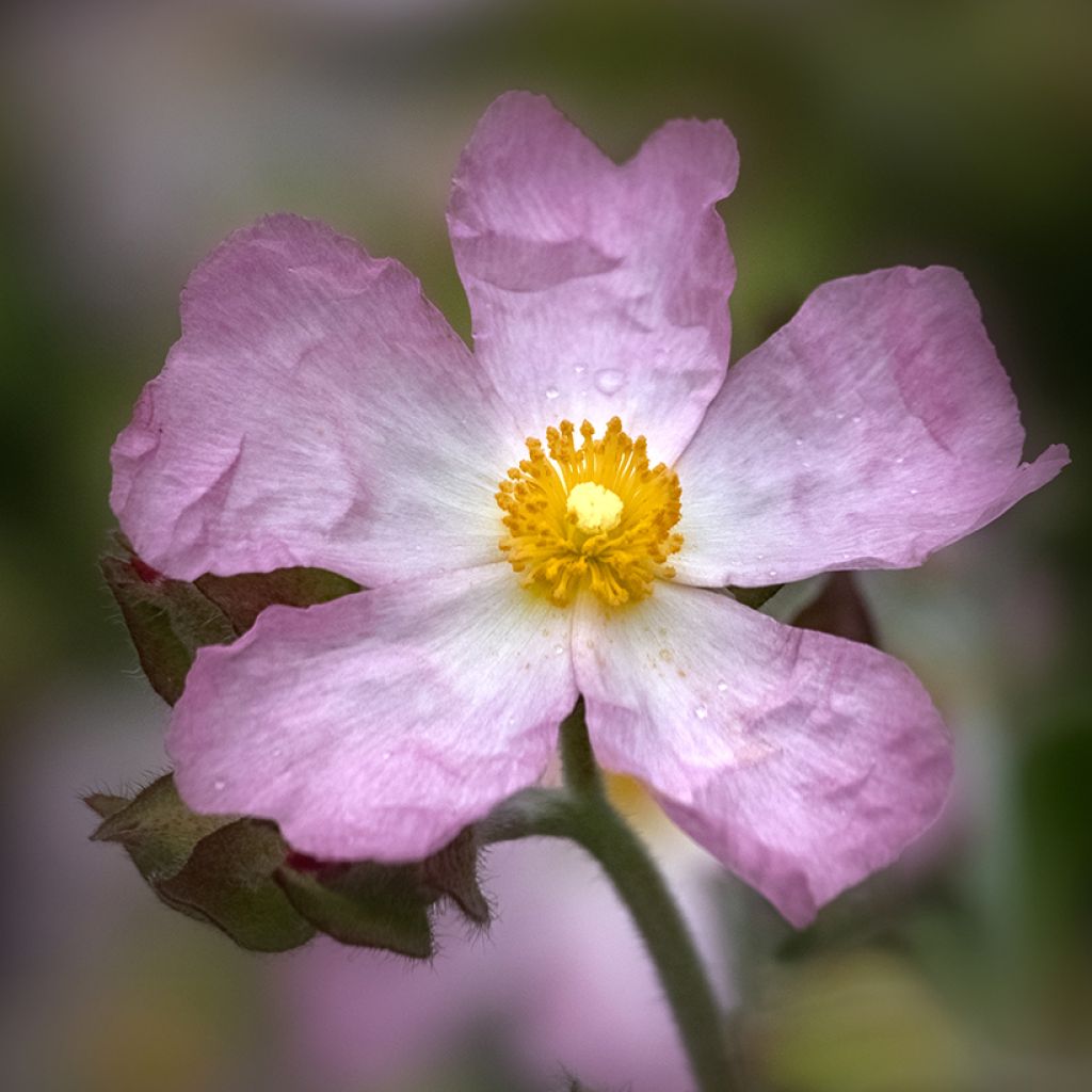 Cistus lenis Grayswood Pink - Rotsroos