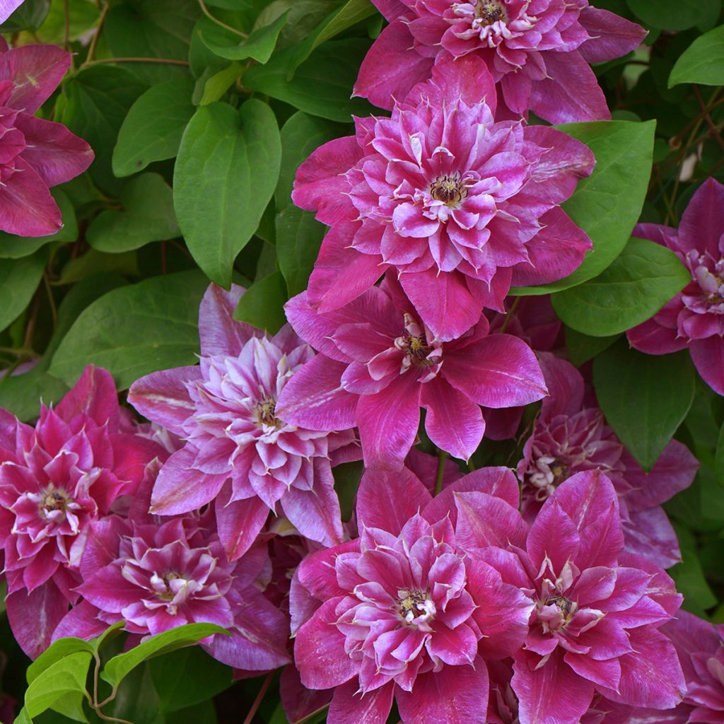 Clematis My Darling - Grootbloemige clematis