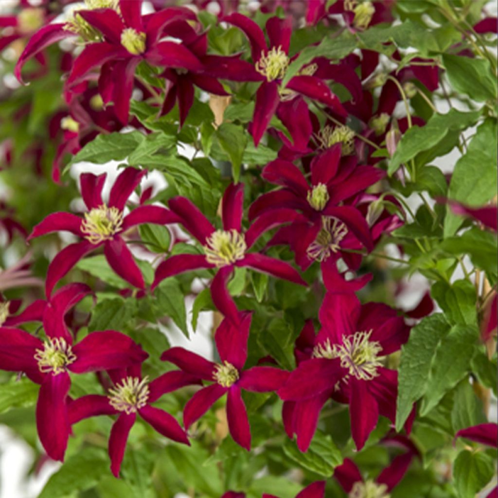 Clematis viticella Glorious Red - Italiaanse clematis