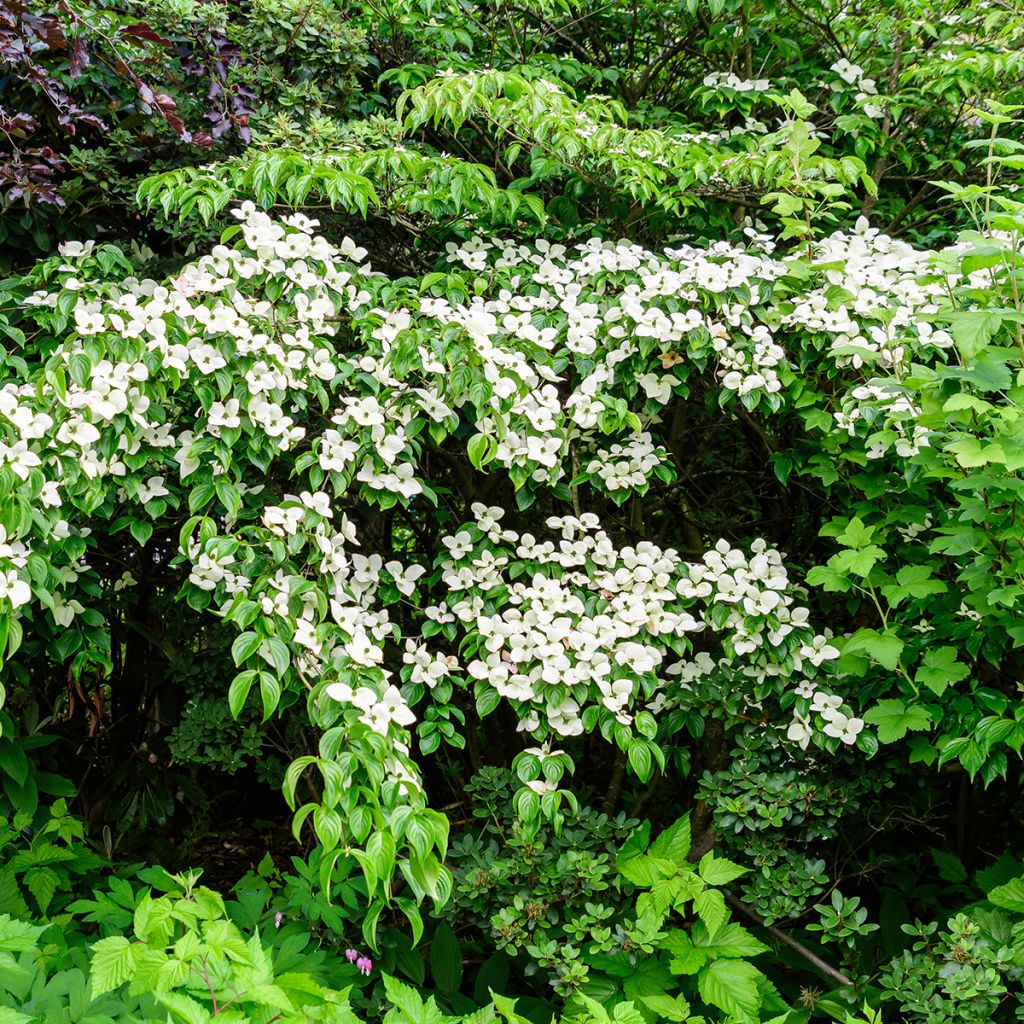 Cornus kousa Weavers Weeping - Japanse kornoelje