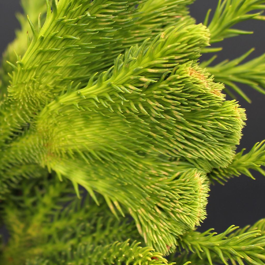 Cryptomeria japonica Tomahawk - Japanse cipres