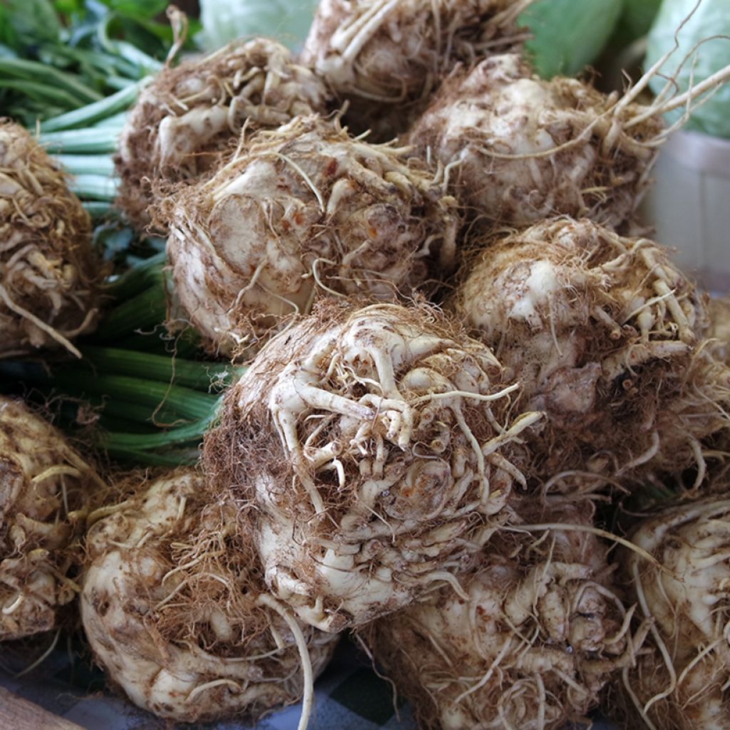 Céleri rave Roem van Zwijndrecht Bio