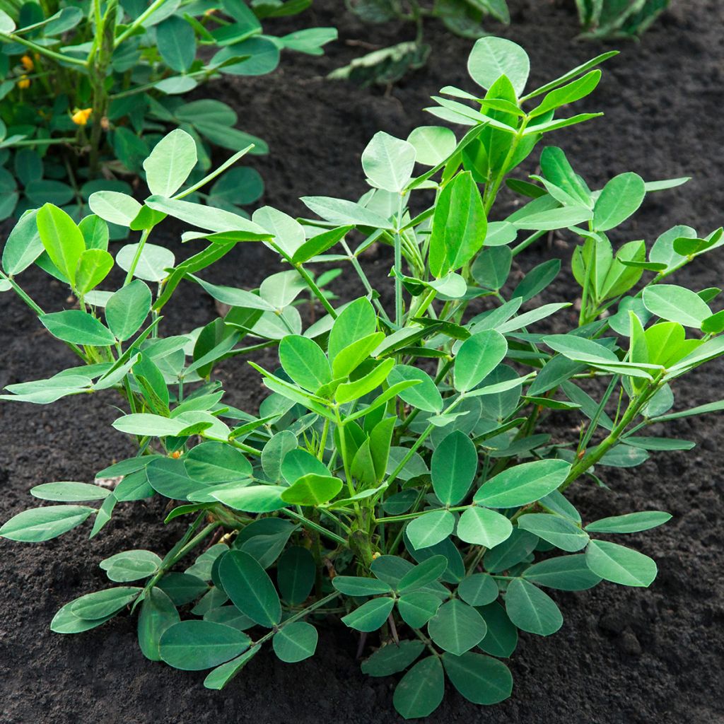 Pinda - Arachis hypogaea