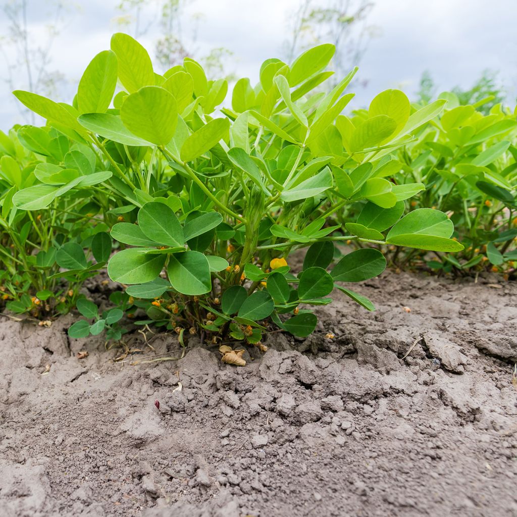 Pinda - Arachis hypogaea