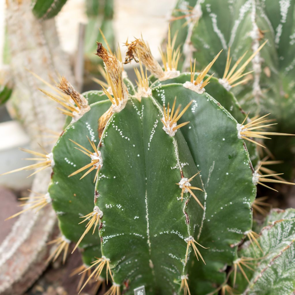 Astrophytum ornatum - Bisschopsmuts
