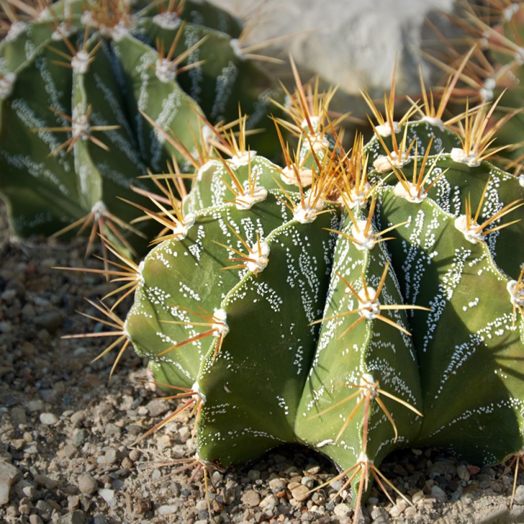 Astrophytum ornatum - Bisschopsmuts