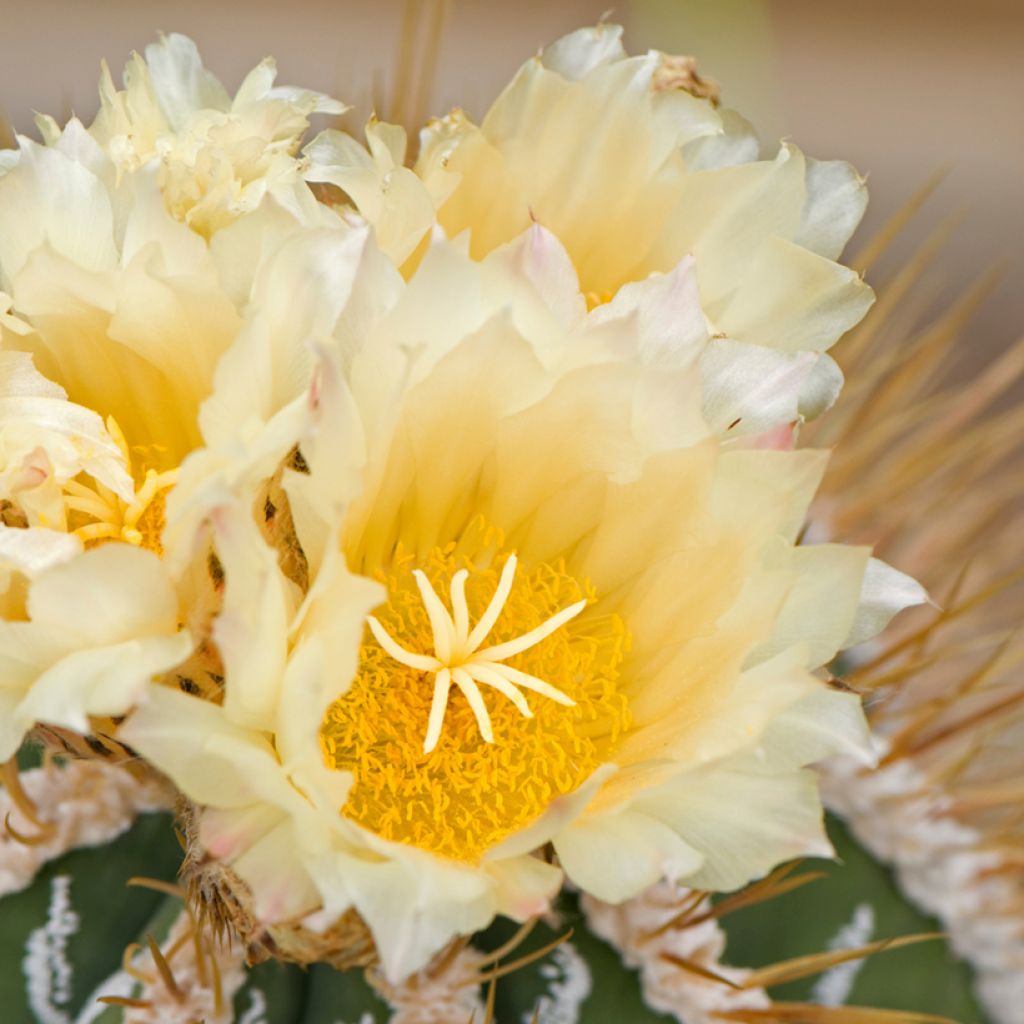 Astrophytum ornatum - Bisschopsmuts