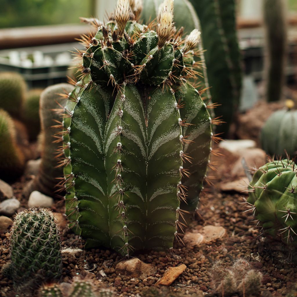 Astrophytum ornatum - Bisschopsmuts