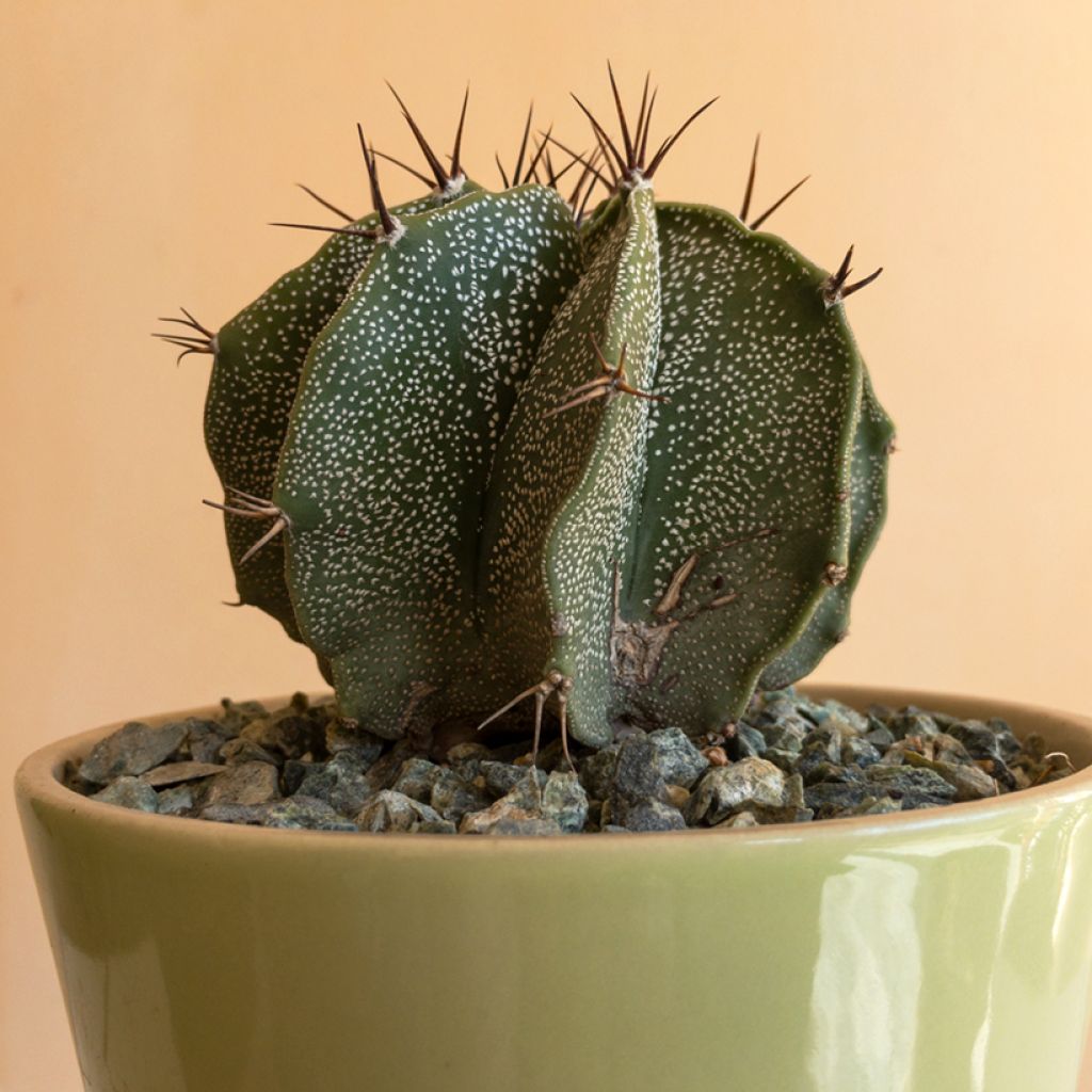 Astrophytum ornatum - Bisschopsmuts