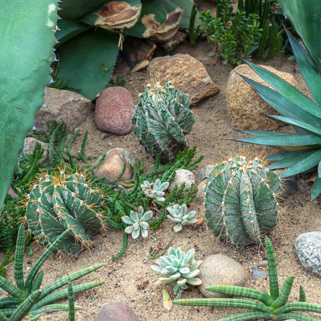 Astrophytum ornatum - Bisschopsmuts