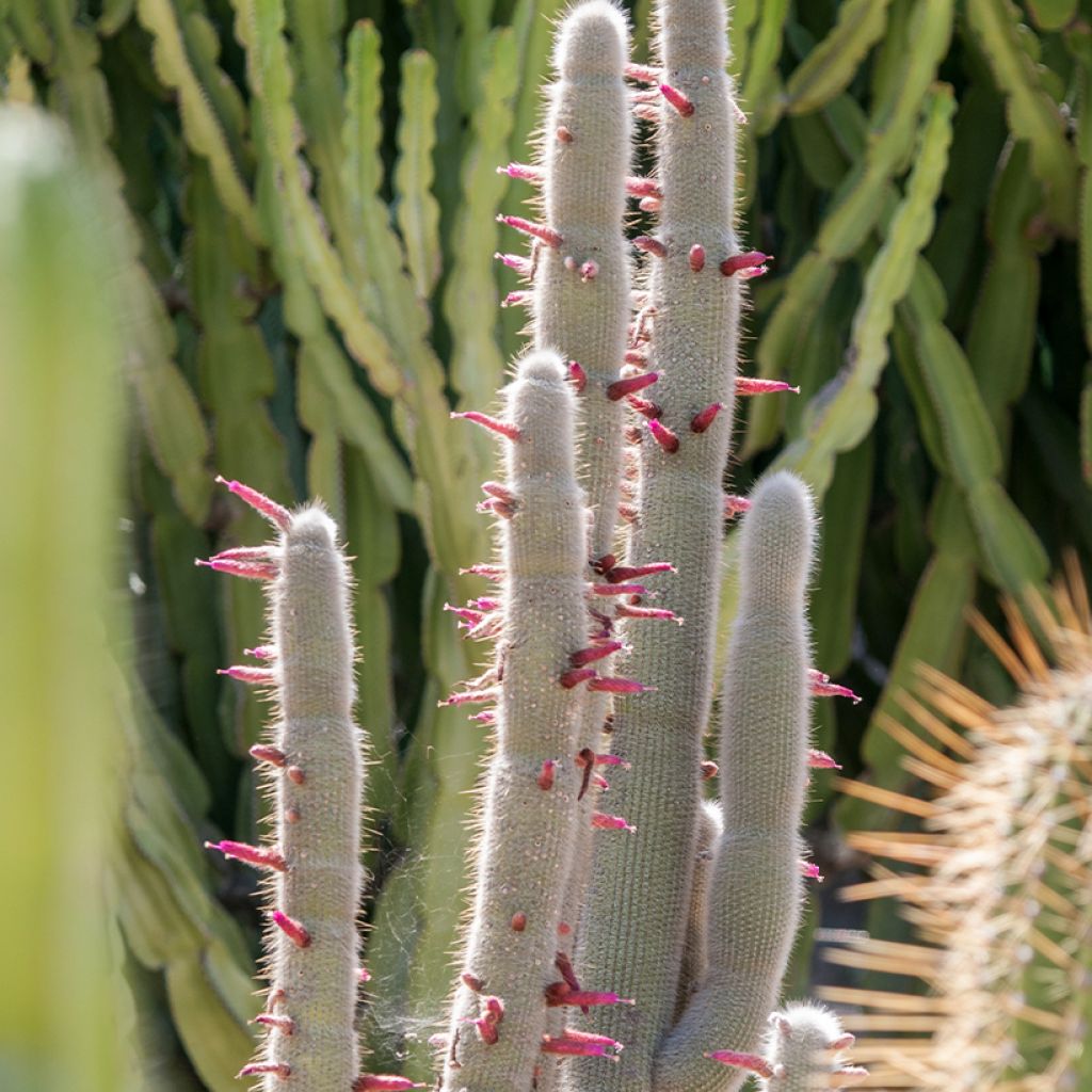 Cleistocactus strausii - Zilveren fakkel