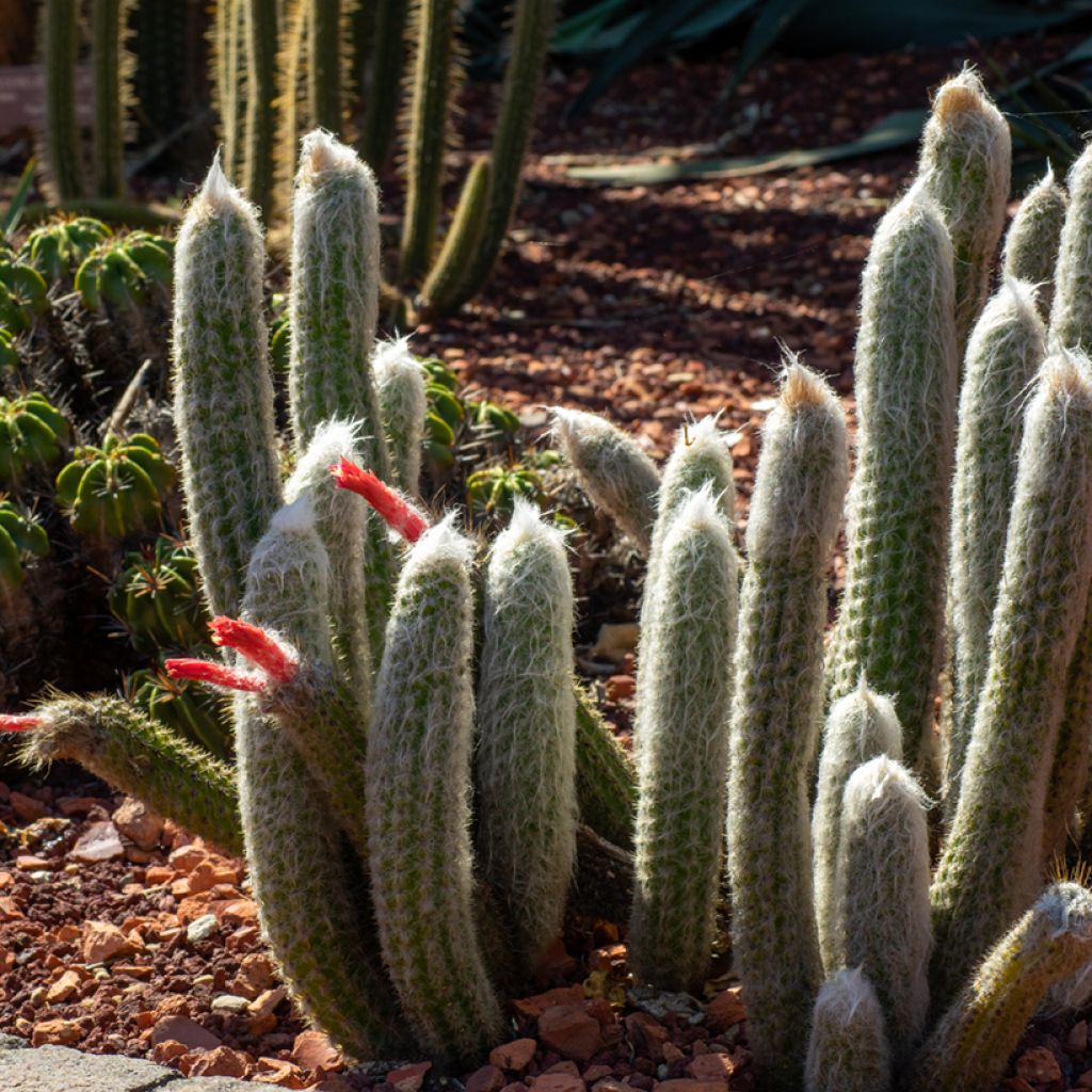 Cleistocactus strausii - Zilveren fakkel