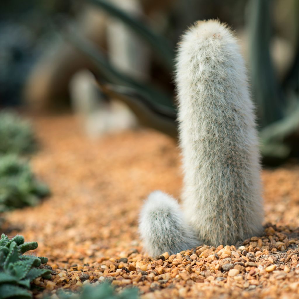 Cleistocactus strausii - Zilveren fakkel