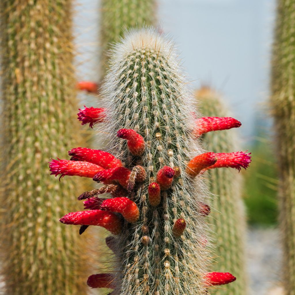 Cleistocactus strausii - Zilveren fakkel