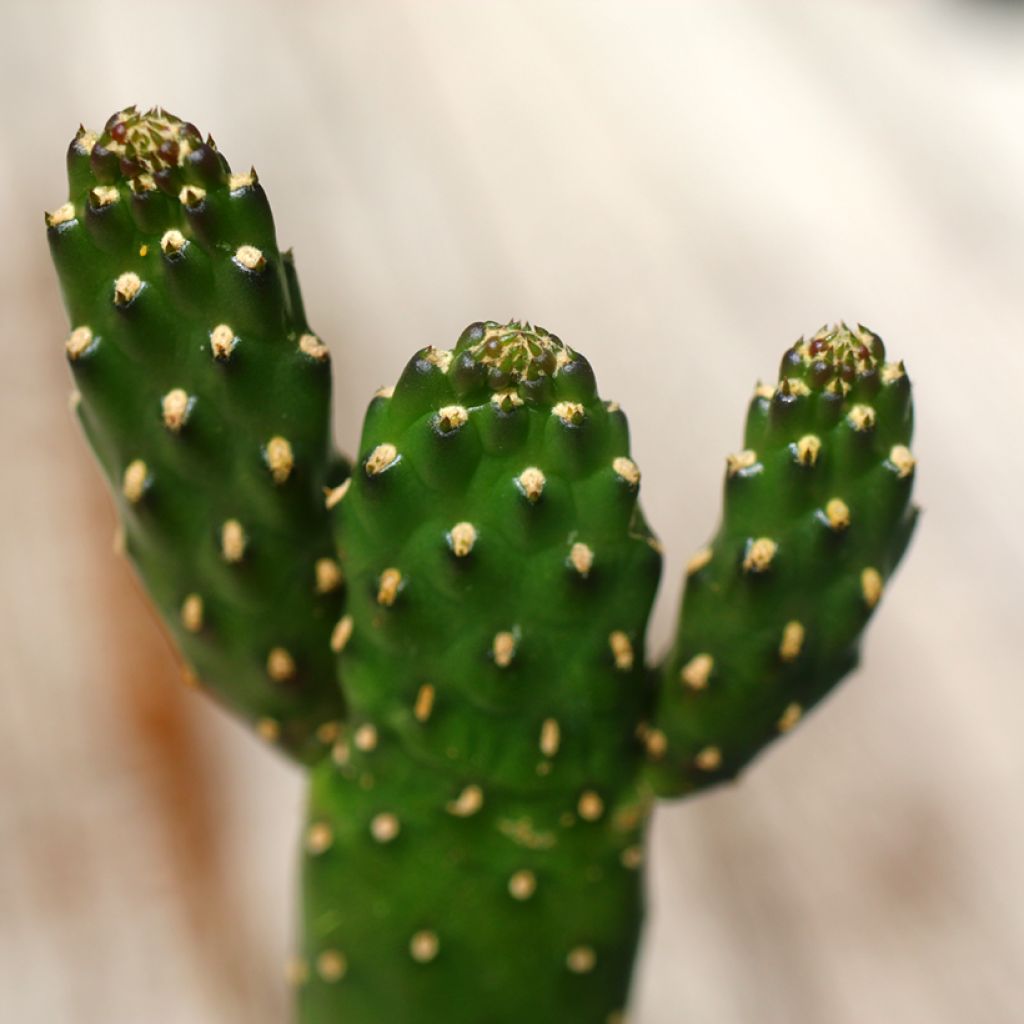 Consolea rubescens - Cactus