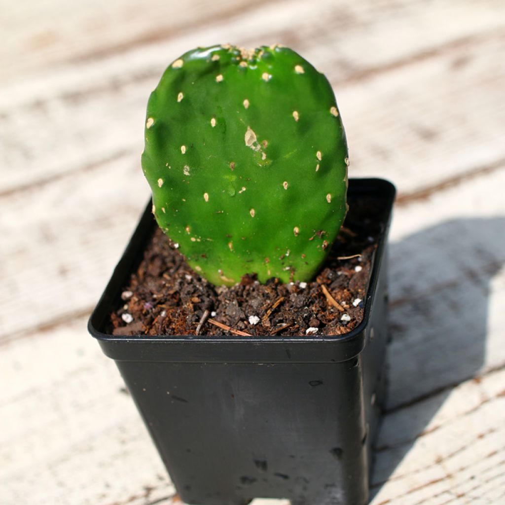 Consolea rubescens - Cactus