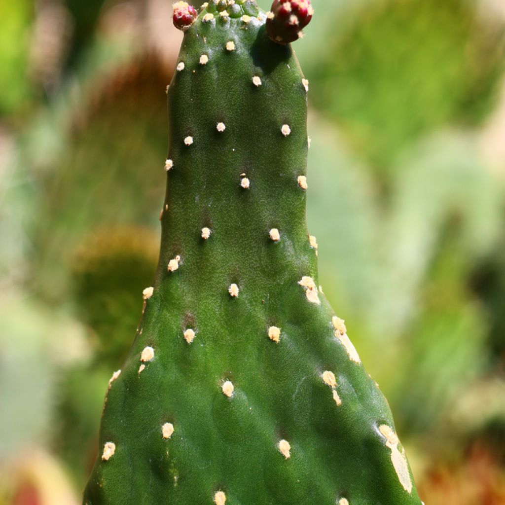 Consolea rubescens - Cactus