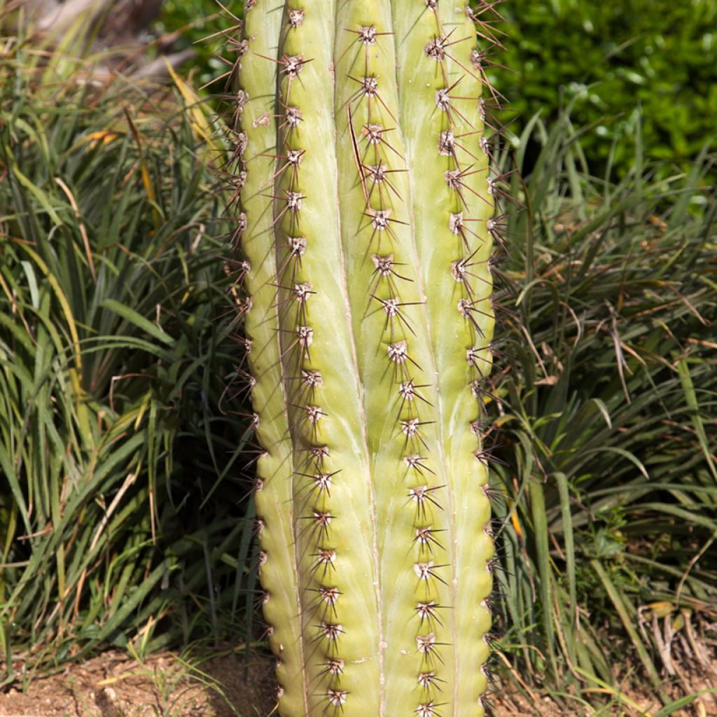 Echinopsis pasacana - Andeszuilcactus
