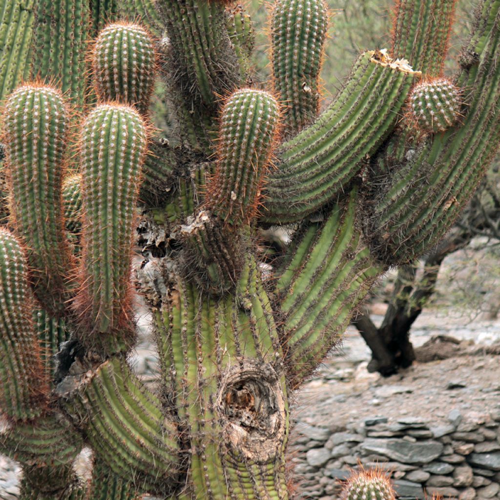 Echinopsis pasacana - Andeszuilcactus