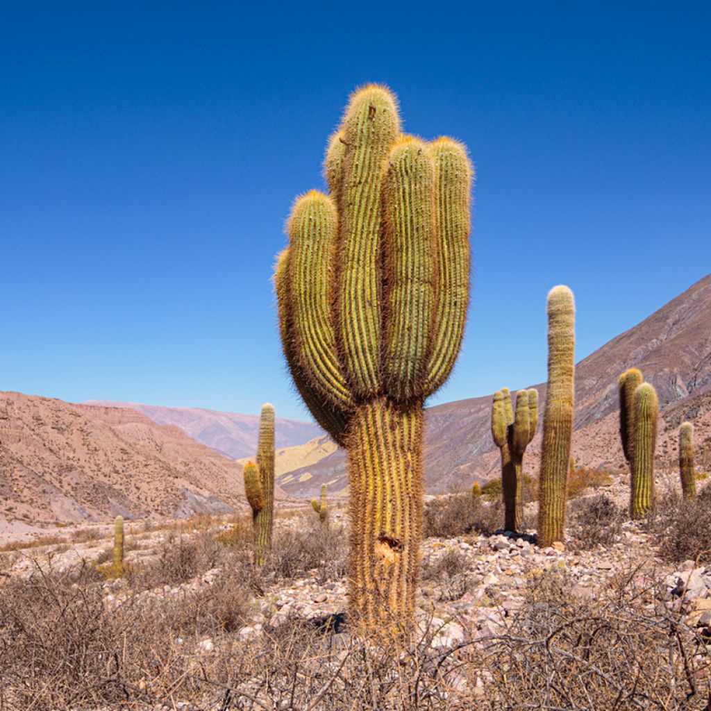 Echinopsis pasacana - Andeszuilcactus