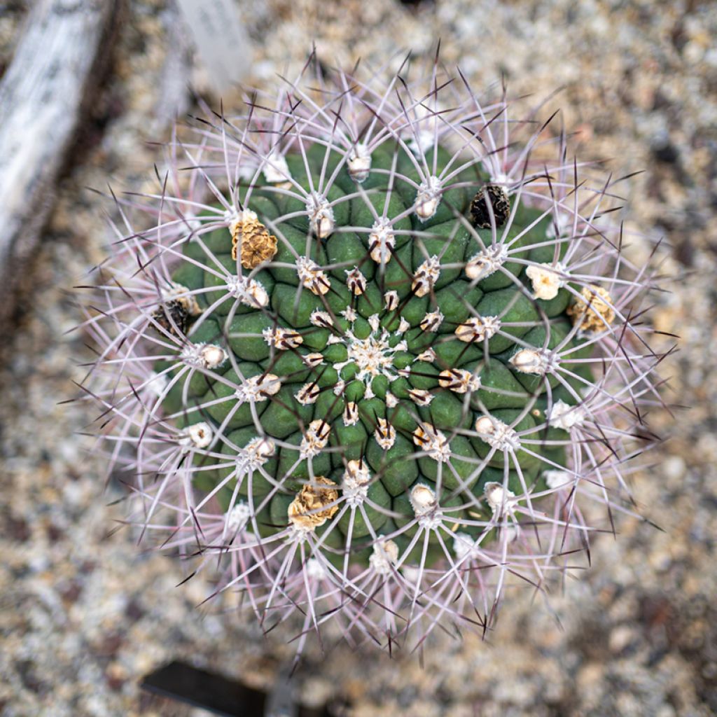 Gymnocalycium saglionis - Cactus