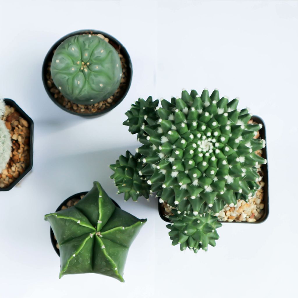 Gymnocalycium saglionis - Cactus