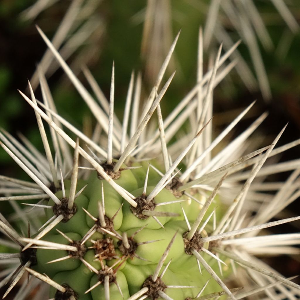 Harrisia tetracantha - Cactus