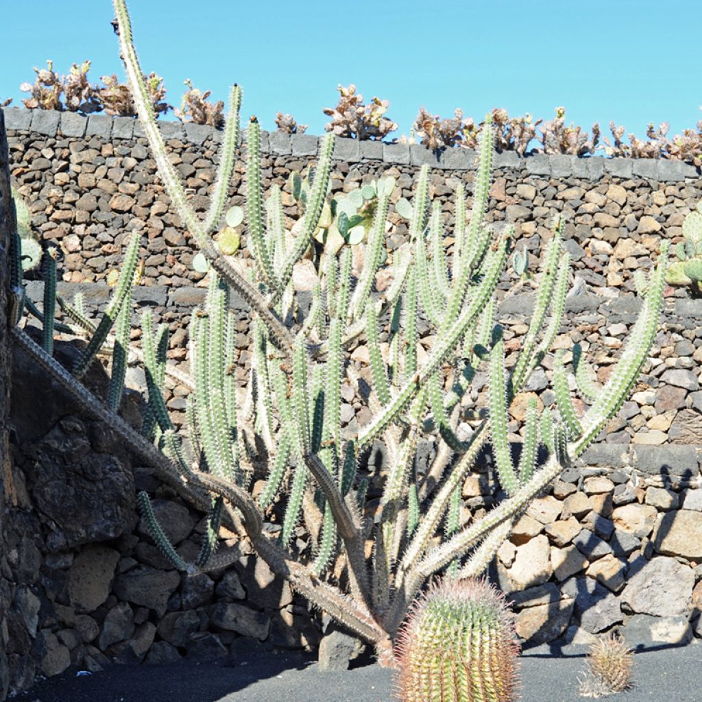 Harrisia tetracantha - Cactus