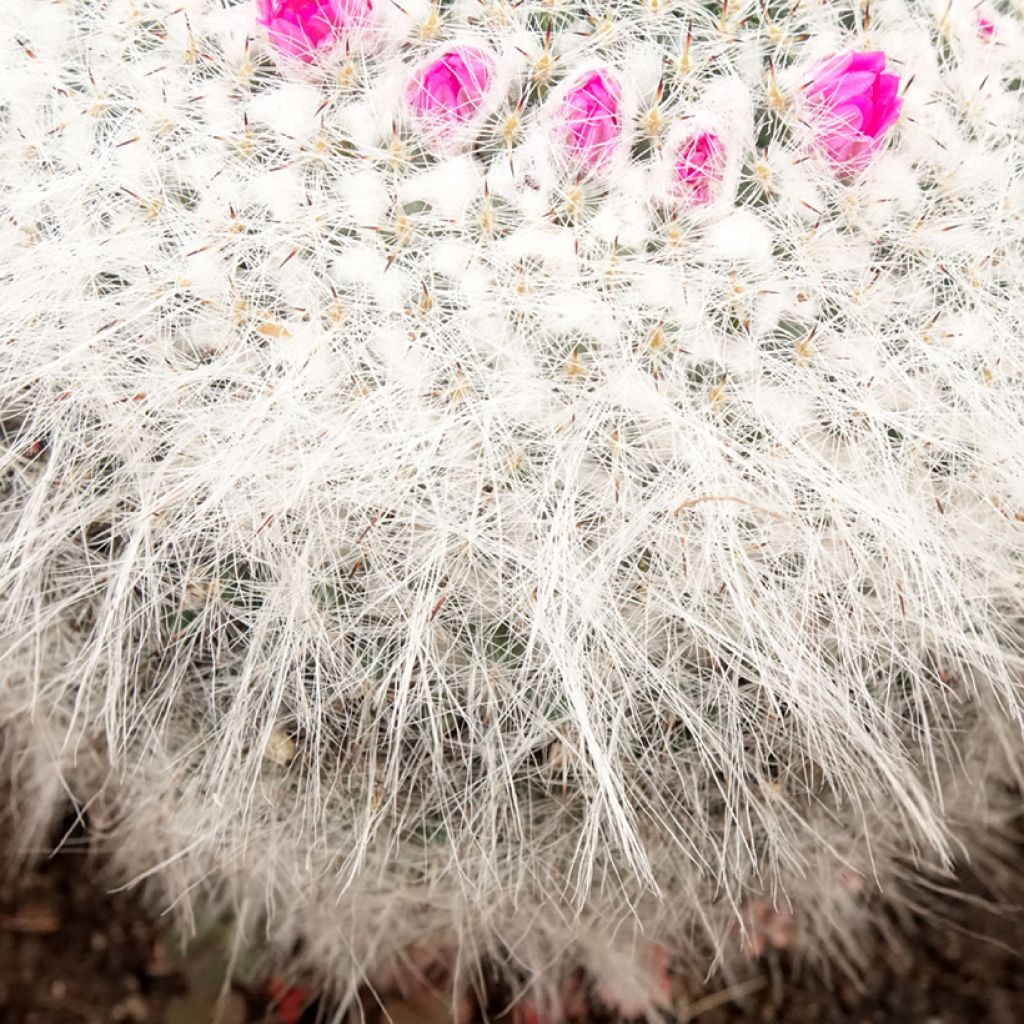 Mammillaria hahniana - Tepelcactus