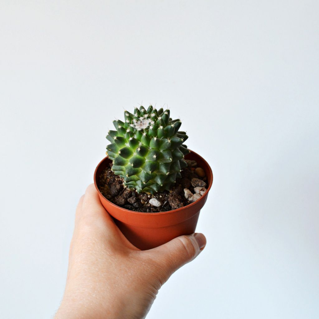 Mammillaria polythele Toluca - Tepelcactus