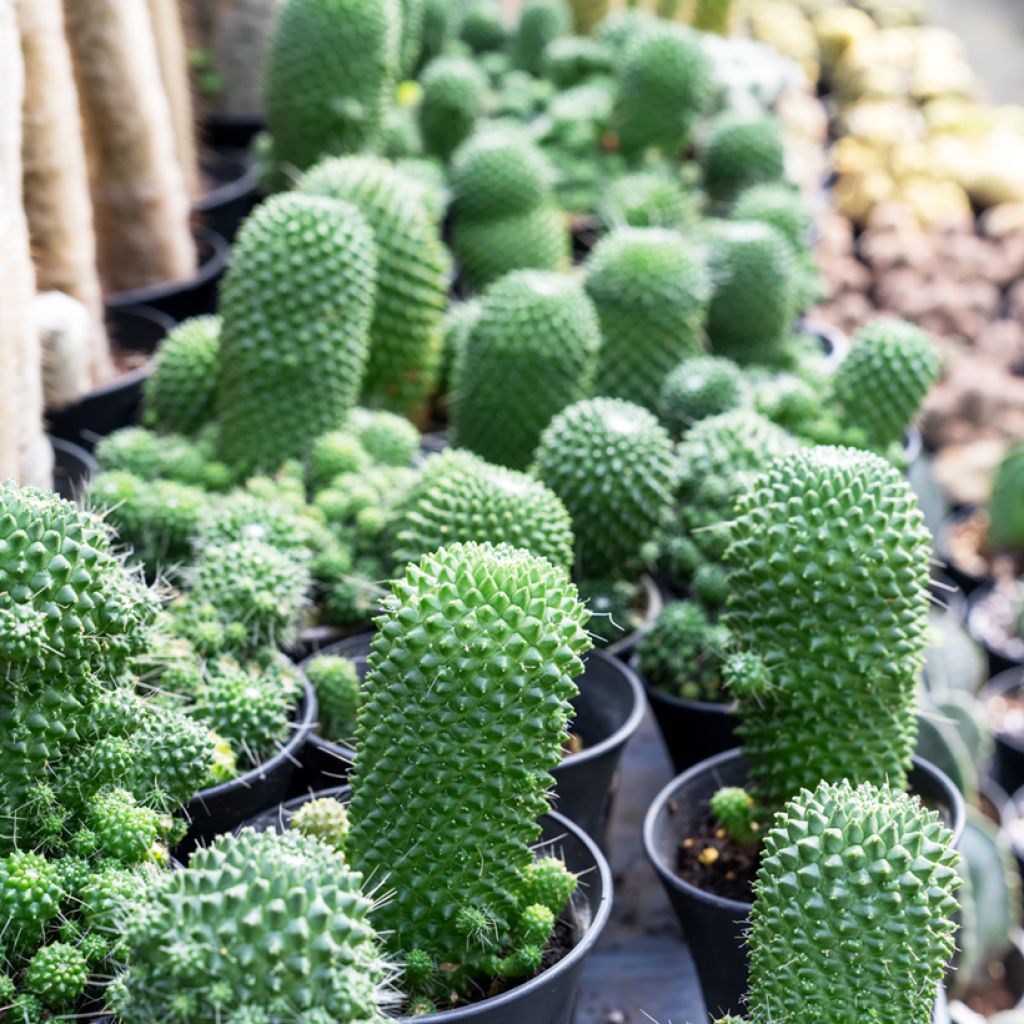 Mammillaria Un Pico - Tepelcactus