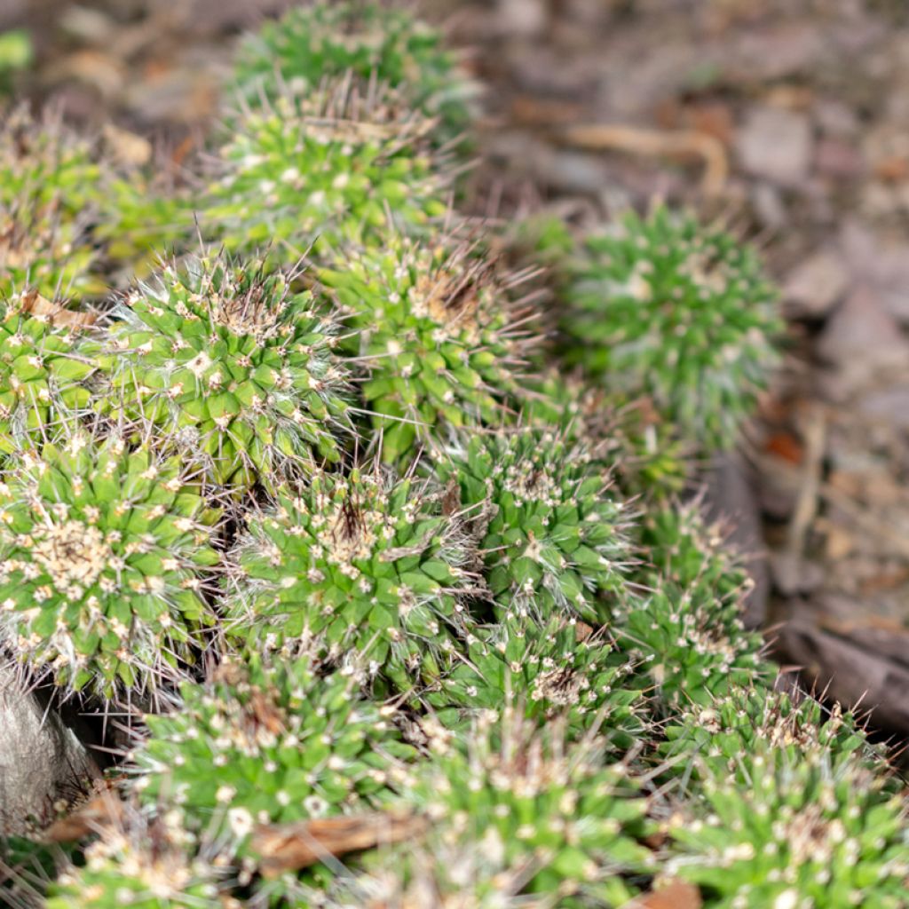 Mammillaria compressa - Tepelcactus